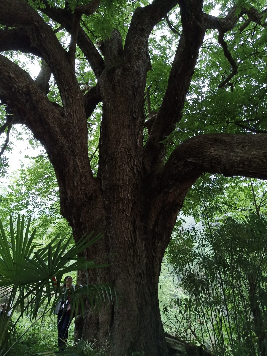 500多年的珂楠树,直径2米