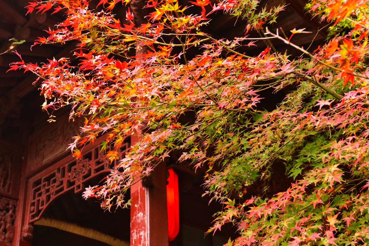 枫叶旋转唤秋风琴音婉转情谊浓少年远处归故里不见当年枫叶城