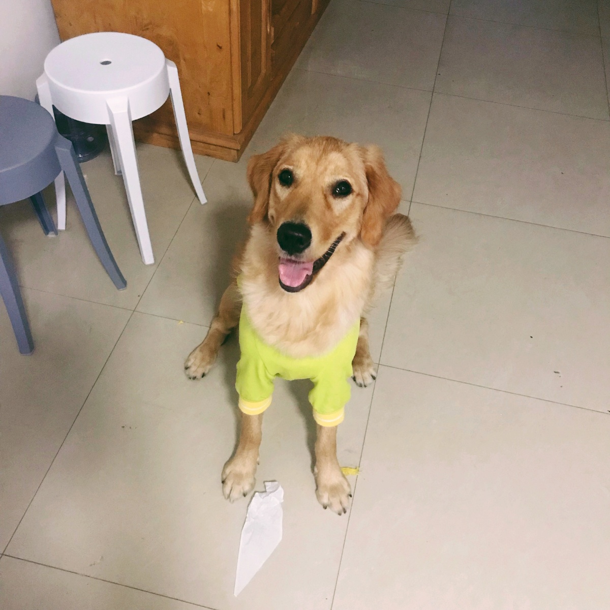 宠物狗小型聪明点的,小型宠物dog有哪些推荐?
