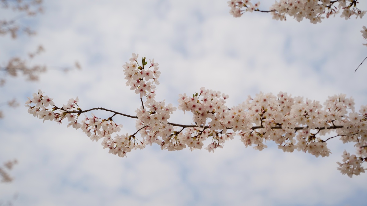 樱花? - eternitywood - 图虫