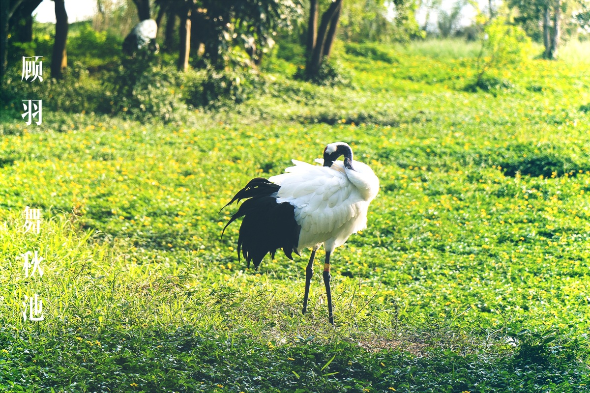 鹤宝宝正回头整理自己洁白的羽毛,初秋开满小黄花的草地,映衬出美