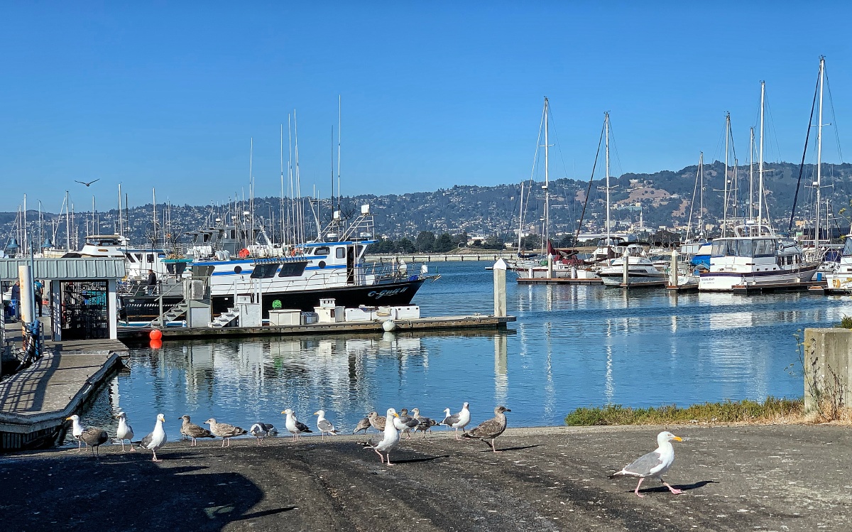 大海啊大海美国加州埃默里维尔海域及太平洋出口