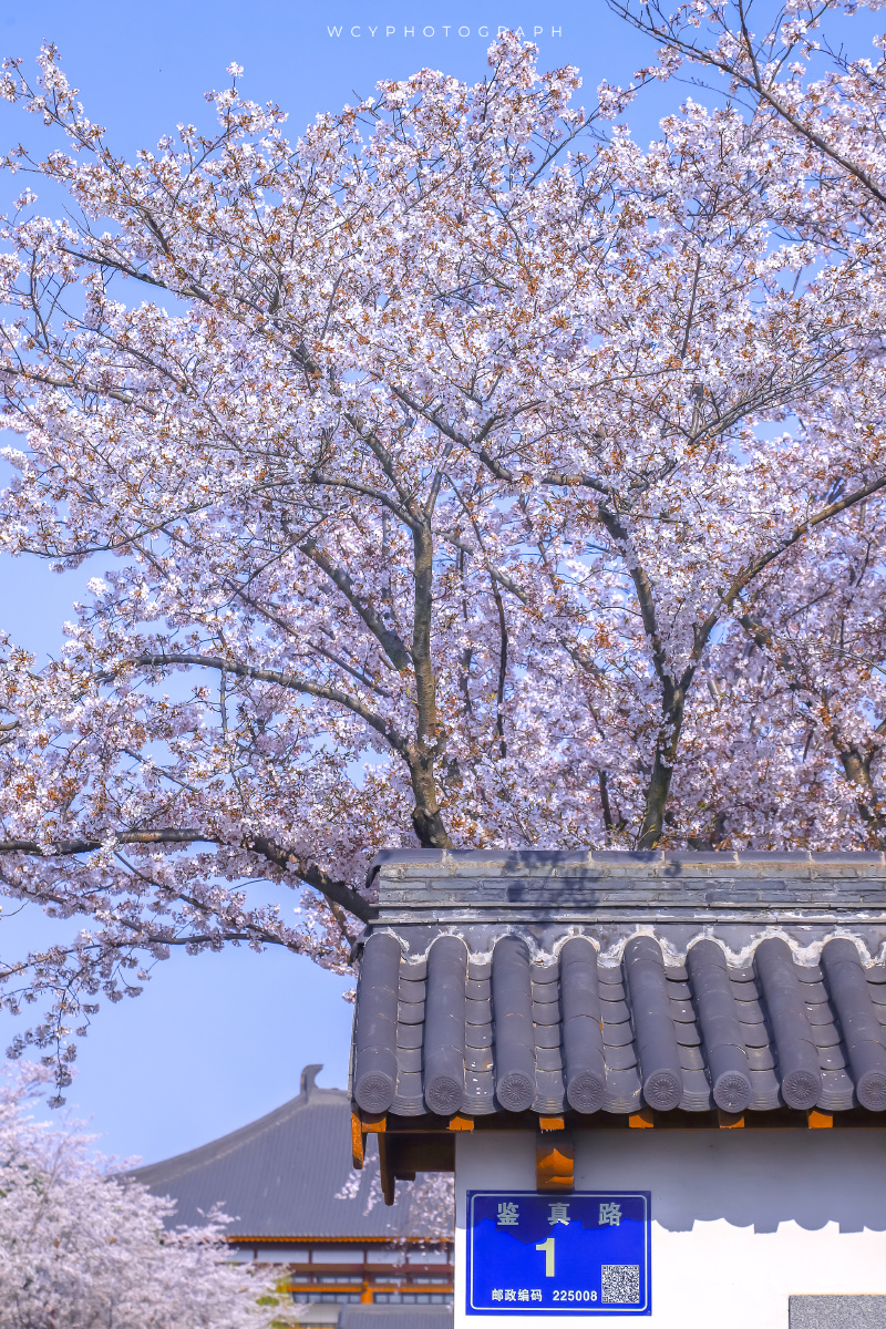 鉴真路的樱花