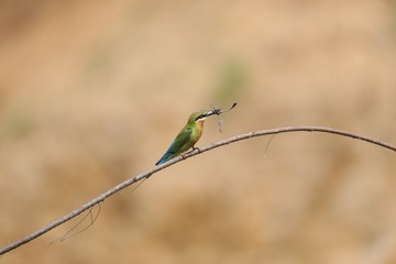 IMG_1595