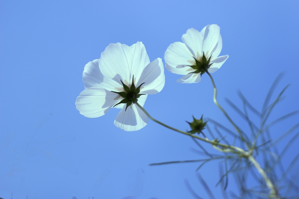 蓝天下的格桑花