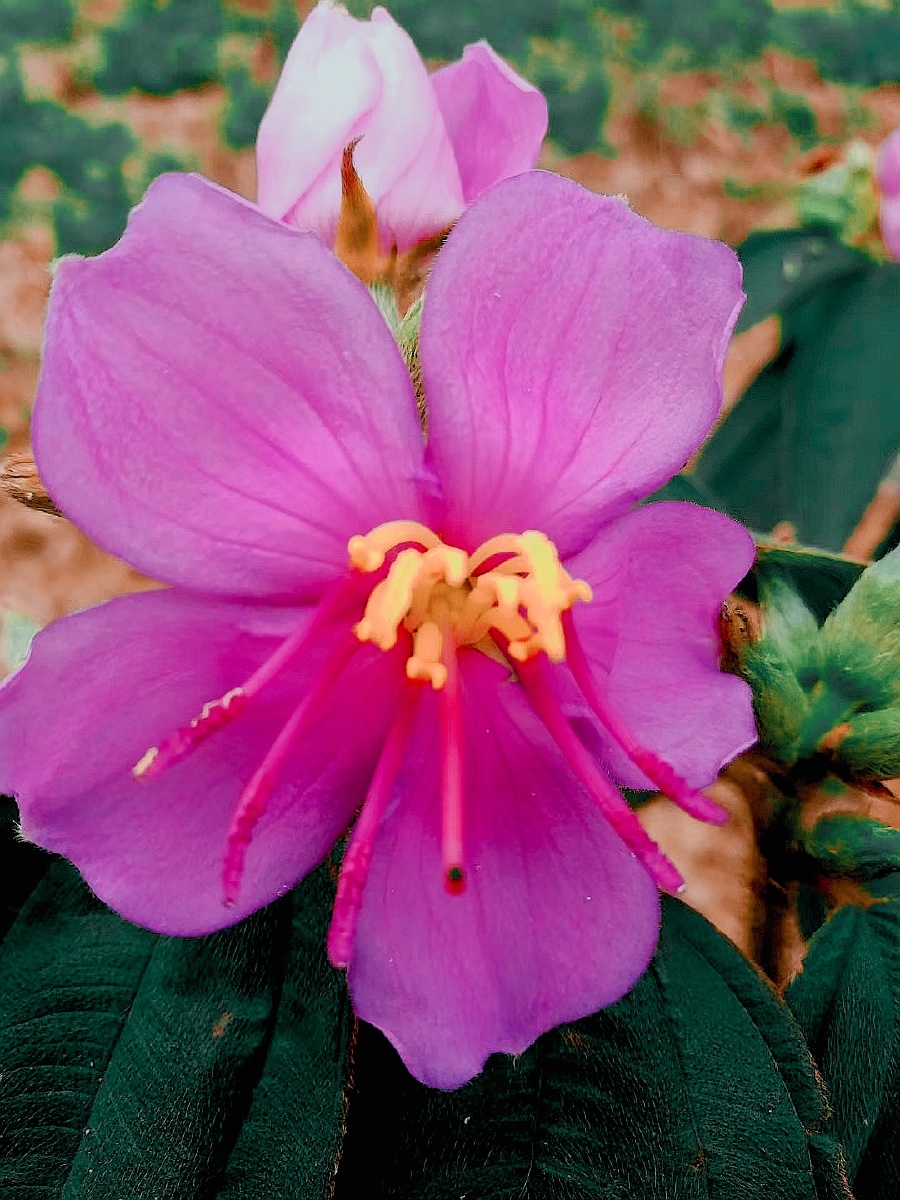 在我们云南这些野花都比较常见到