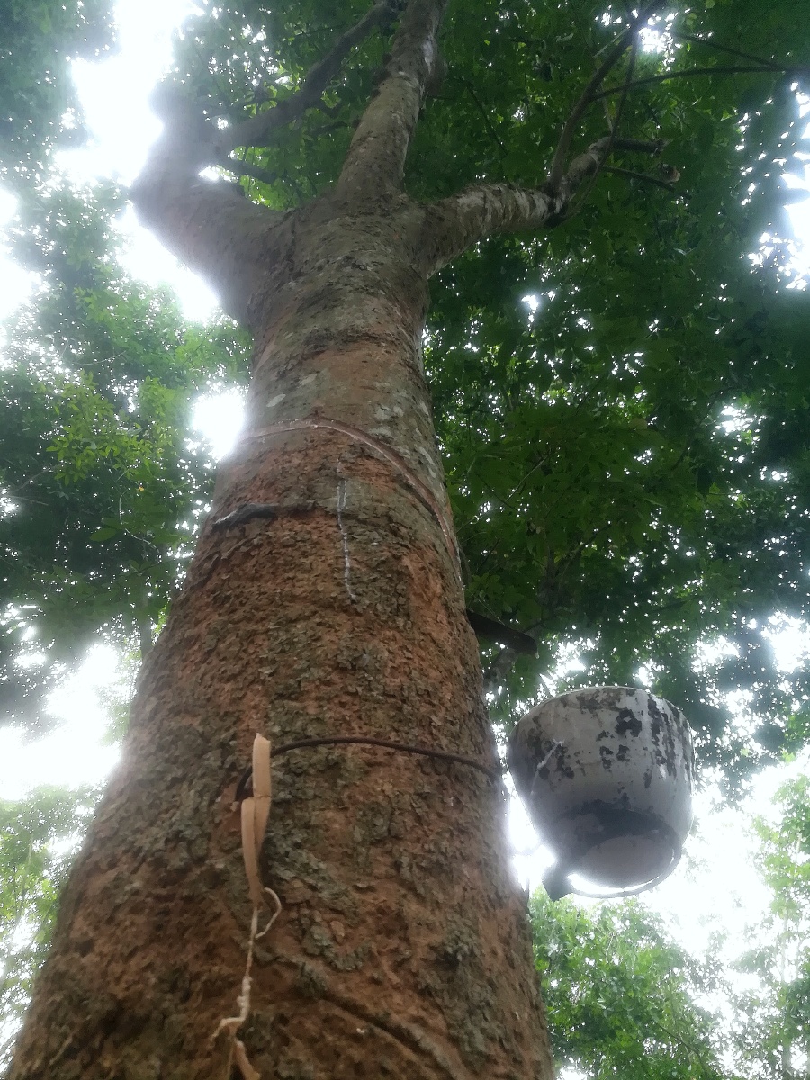 手机拍摄原图天然橡胶