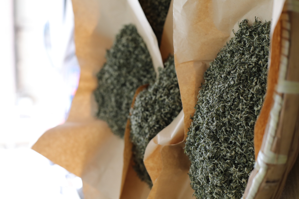 苏州东山的碧螺春茶叶季里忙里偷闲