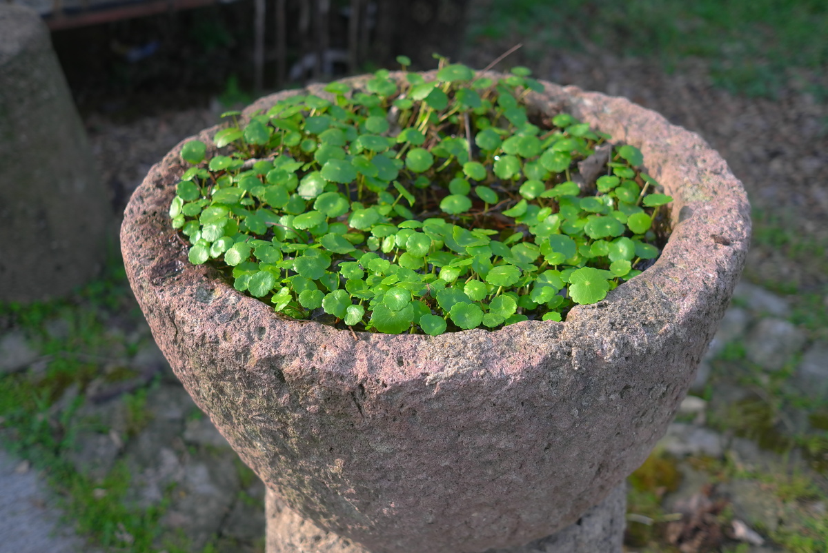 二月二日新雨晴草芽菜甲一时生轻衫细马春年少十字津头一字行