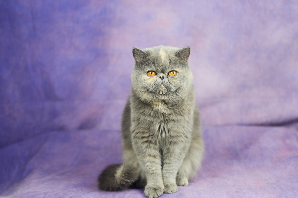 蓝乳色加菲猫呆萌呆萌的眼里只有你