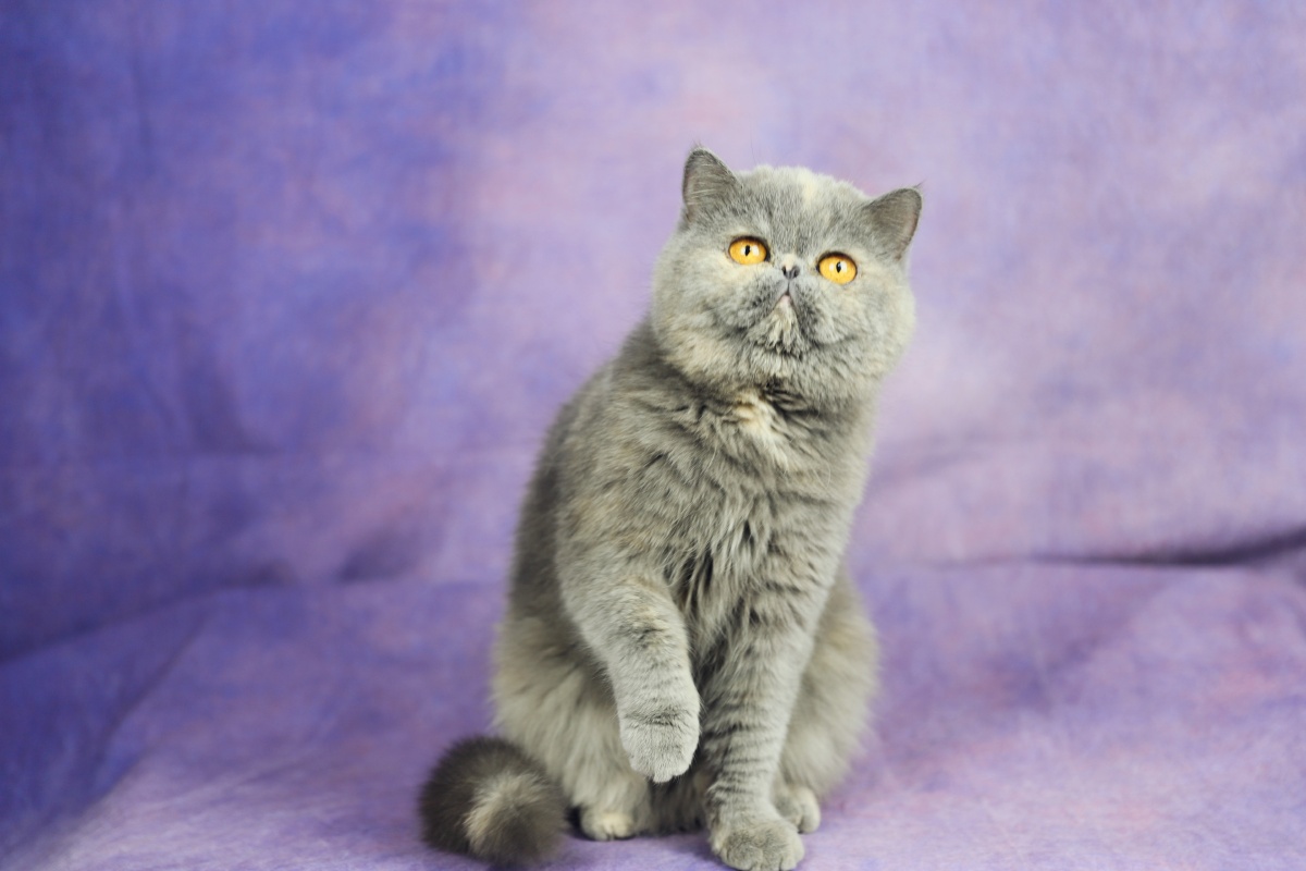 蓝乳色加菲猫呆萌呆萌的眼里只有你