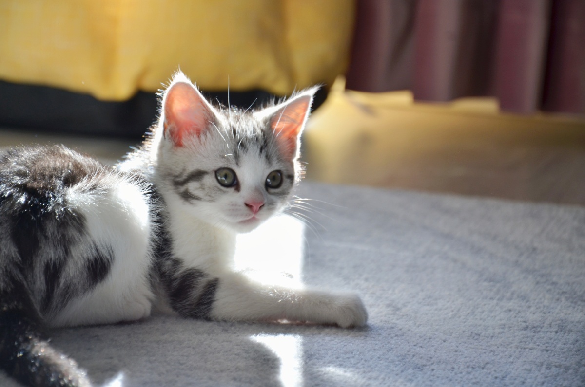 我的小猫咪美短加白