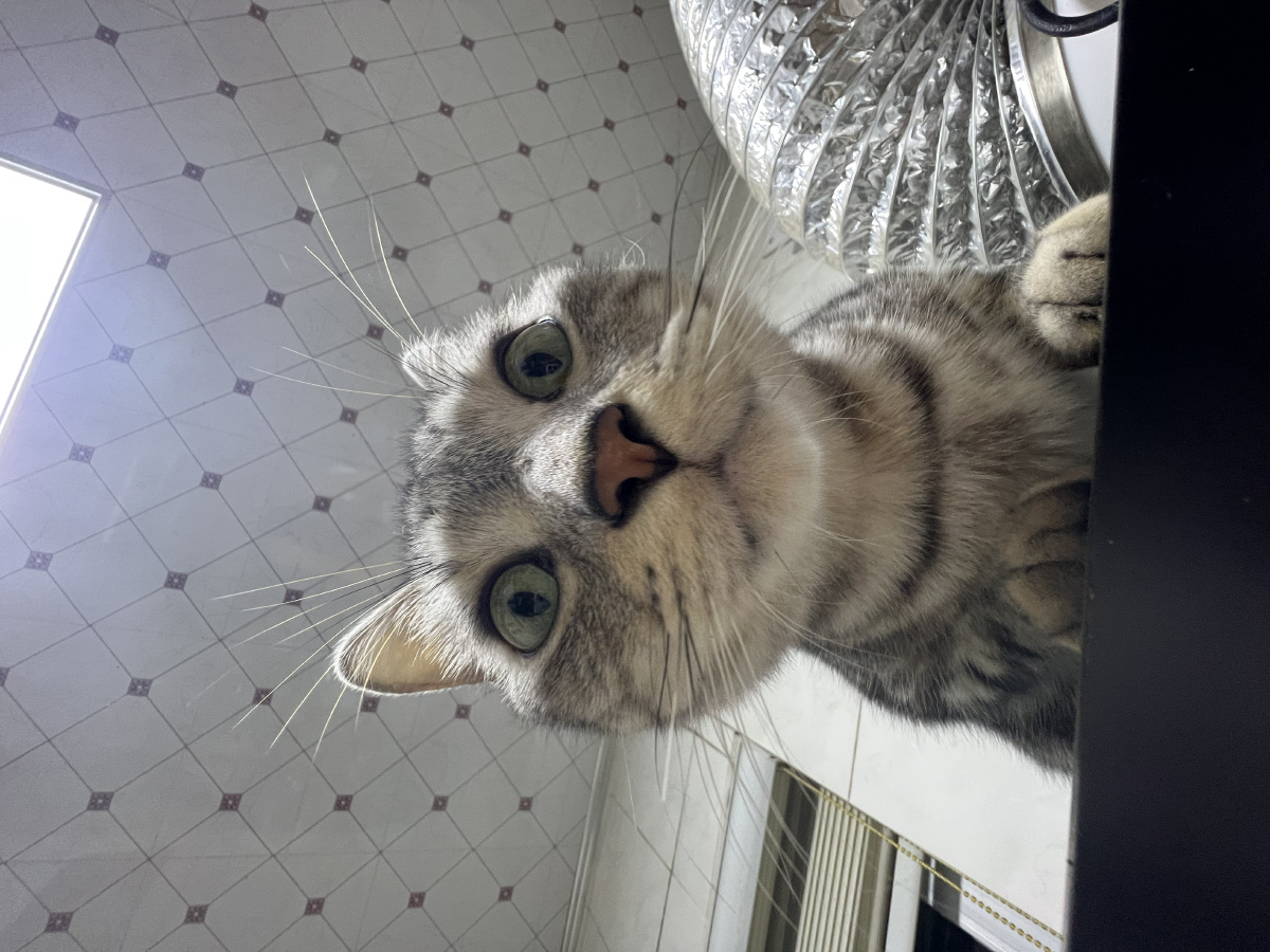 用广角拍猫好奇怪噢