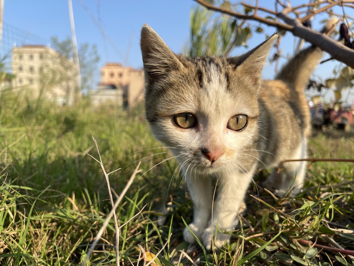 年初六草莓园的猫,你可爱美丽又活泼 - 你有猫了吗 - 图虫