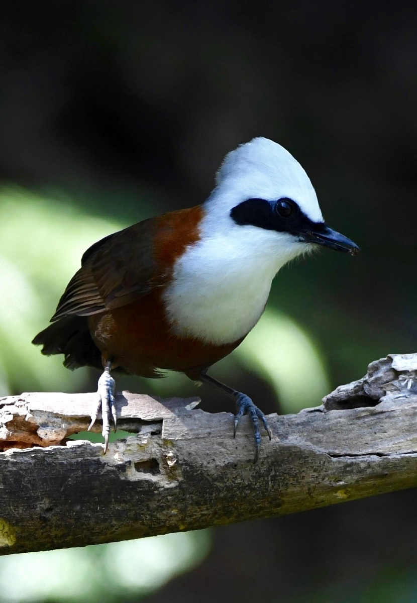 白冠噪鹛 - 马麟童 - 图虫