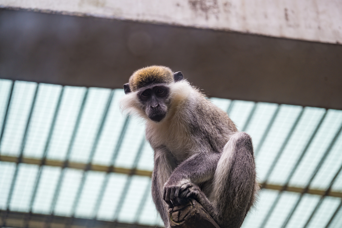 动物园里的猴子
