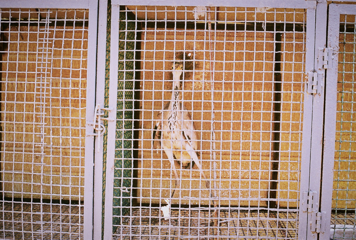 招远西山动物园我在这里站了很久站到全国动物园都用了玻璃