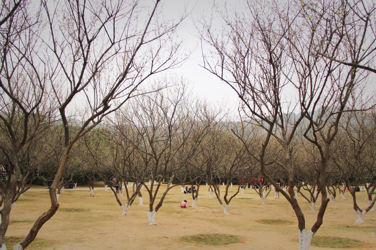 广州萝岗香雪公园梅花开