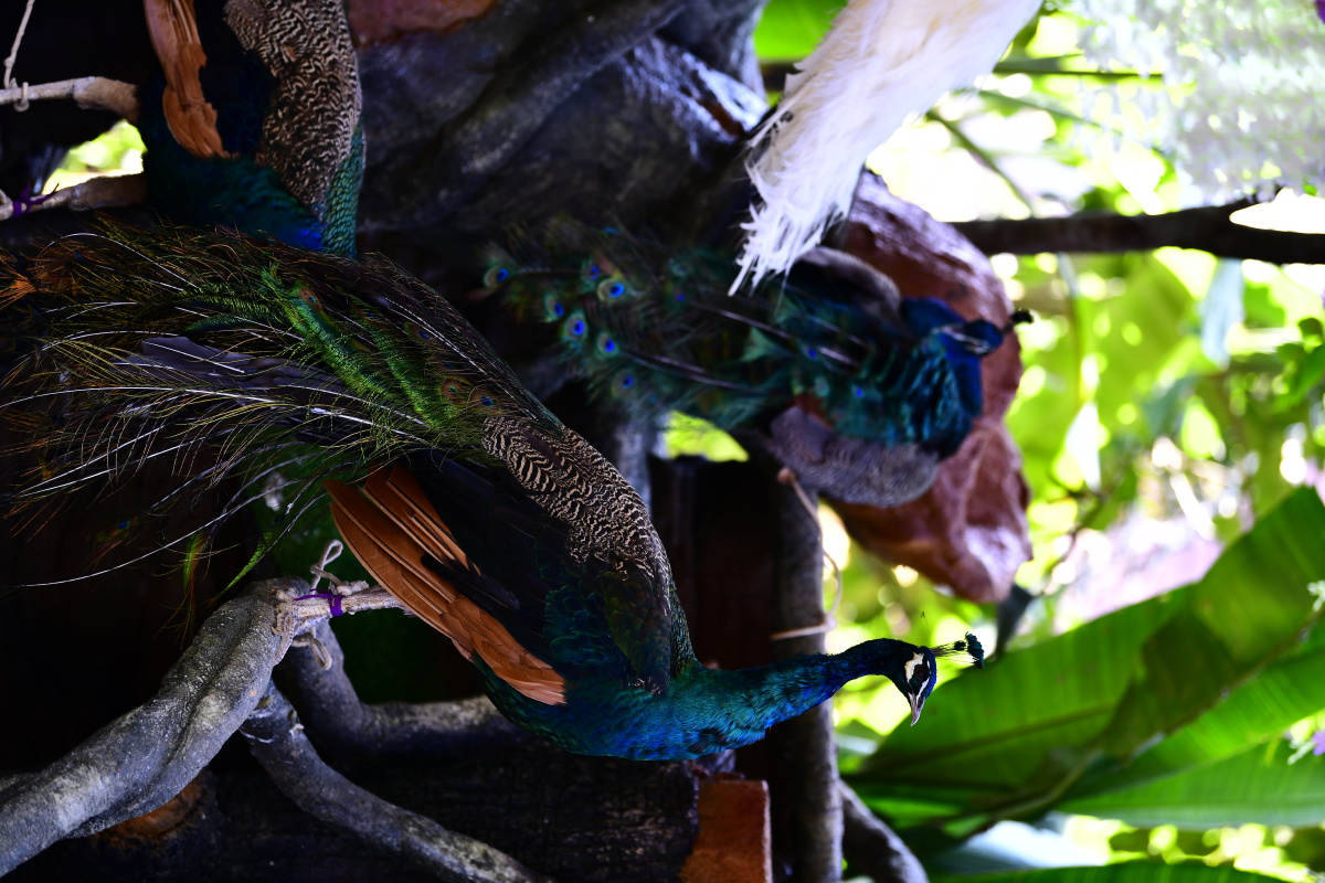 孔雀五颜六色真美 - 顺其自然悠闲自得 - 图虫