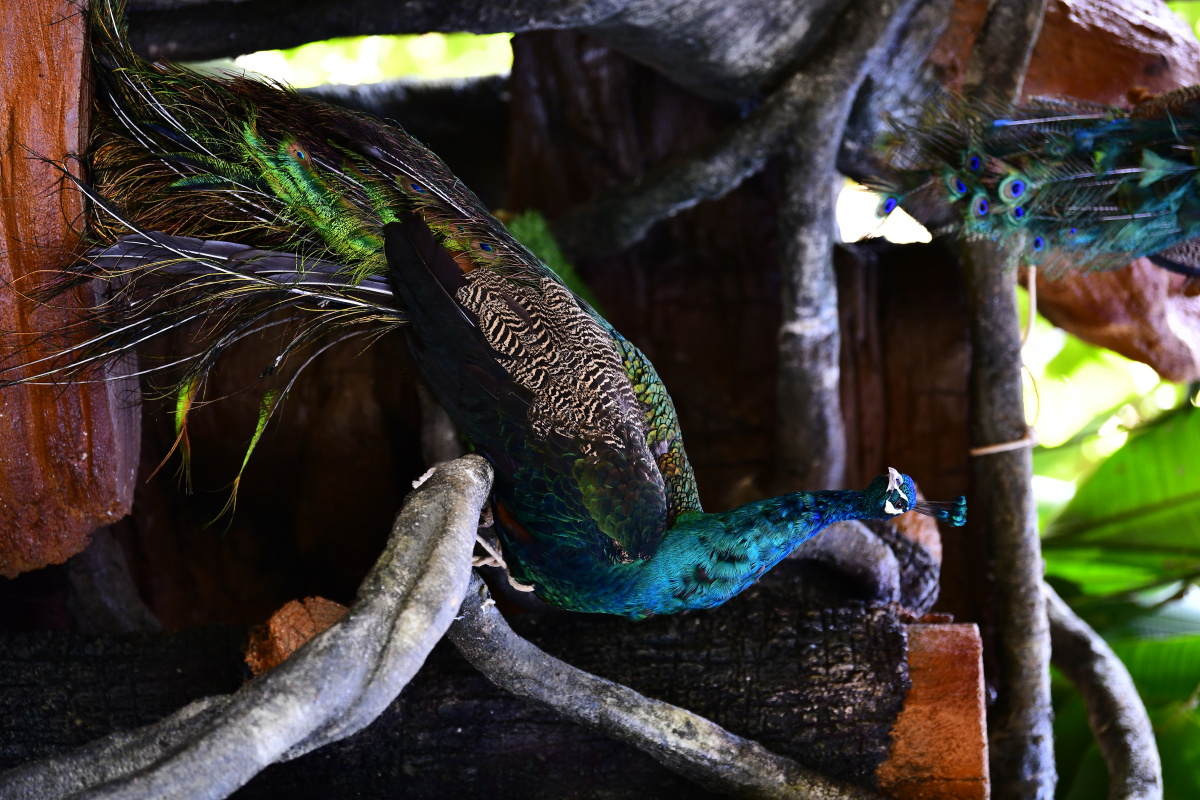 孔雀五颜六色真美 - 顺其自然悠闲自得 - 图虫