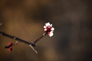 2904431