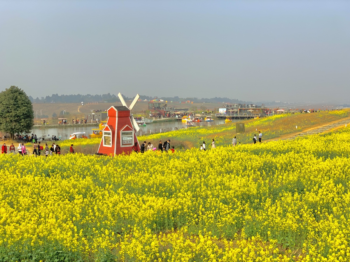 成都空港花田春景,太美了