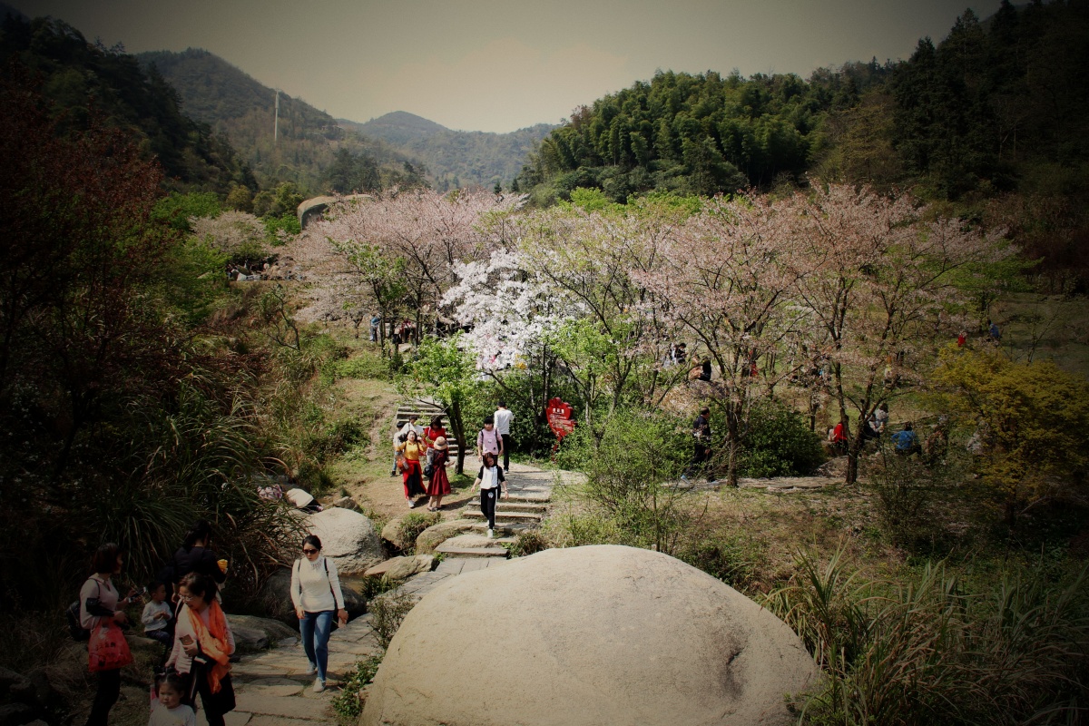 樱桃谷aaaa级景区