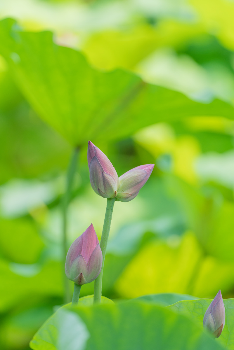 今年济南大明湖里出了一支并蒂莲十万分之一的概率太幸运了寓意好运