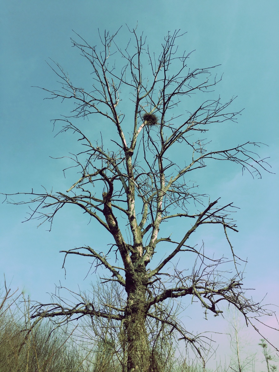 虬枝苍劲 枯而挺拔 - p_ton - 图虫