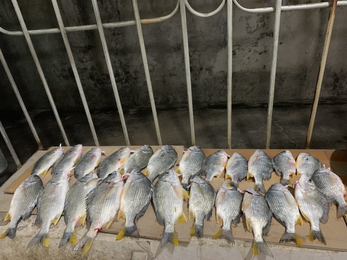 马口鱼市场如何,福建长乐福州水产批发市场马口鱼