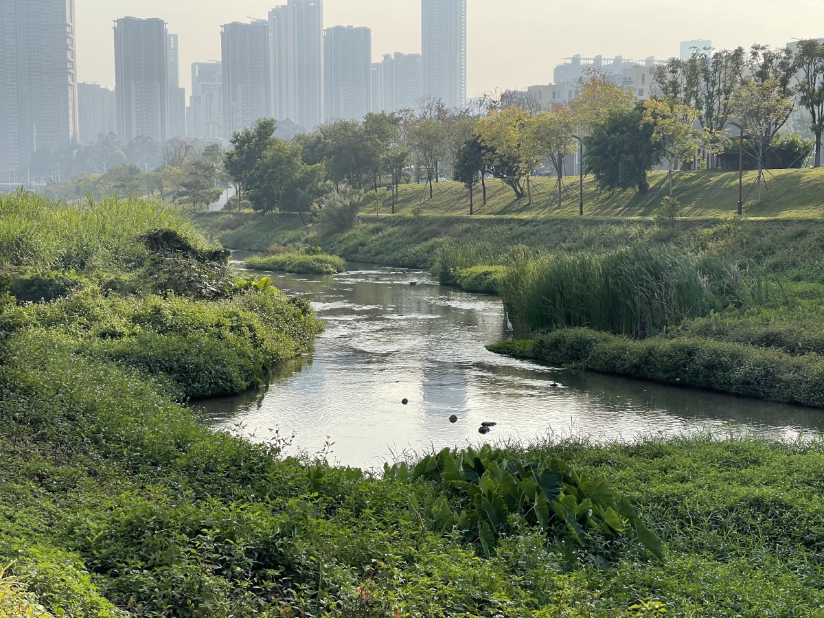 【深圳】大沙河生态长廊——如此美丽的大公园,令人陶醉的景色,闪耀着