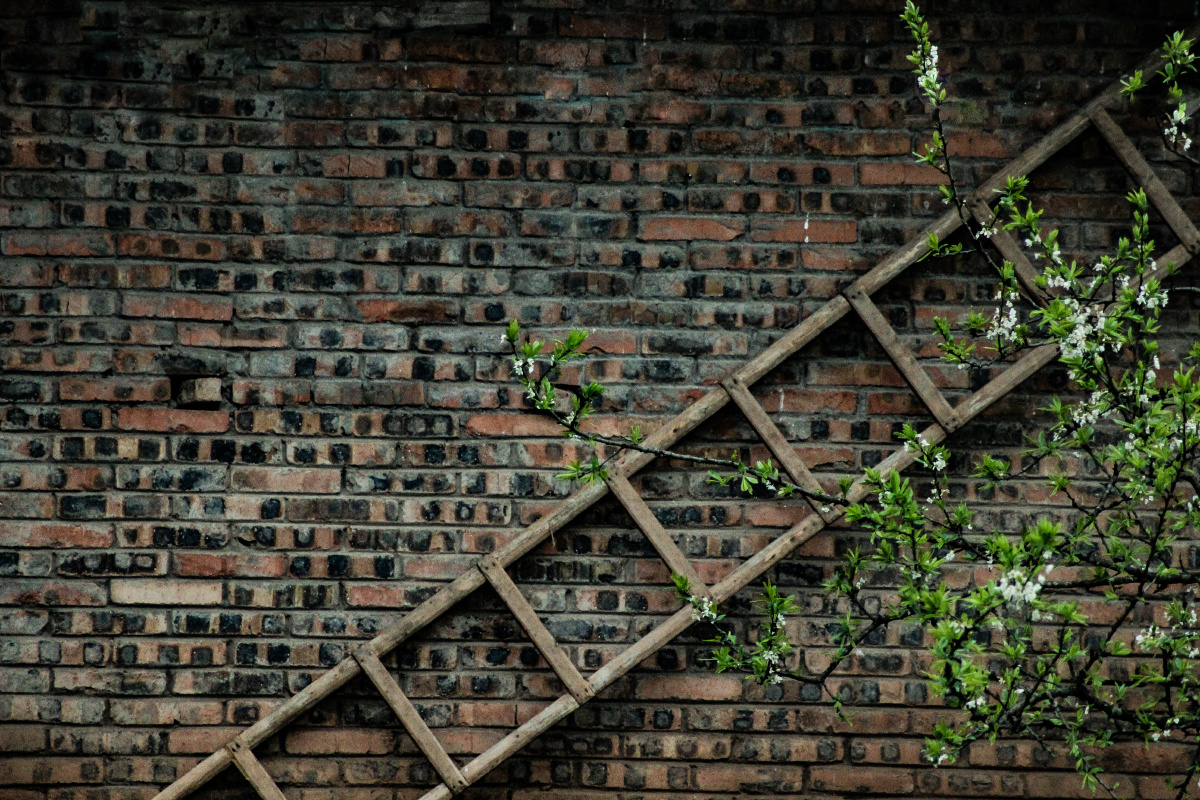 半树白花出墙来