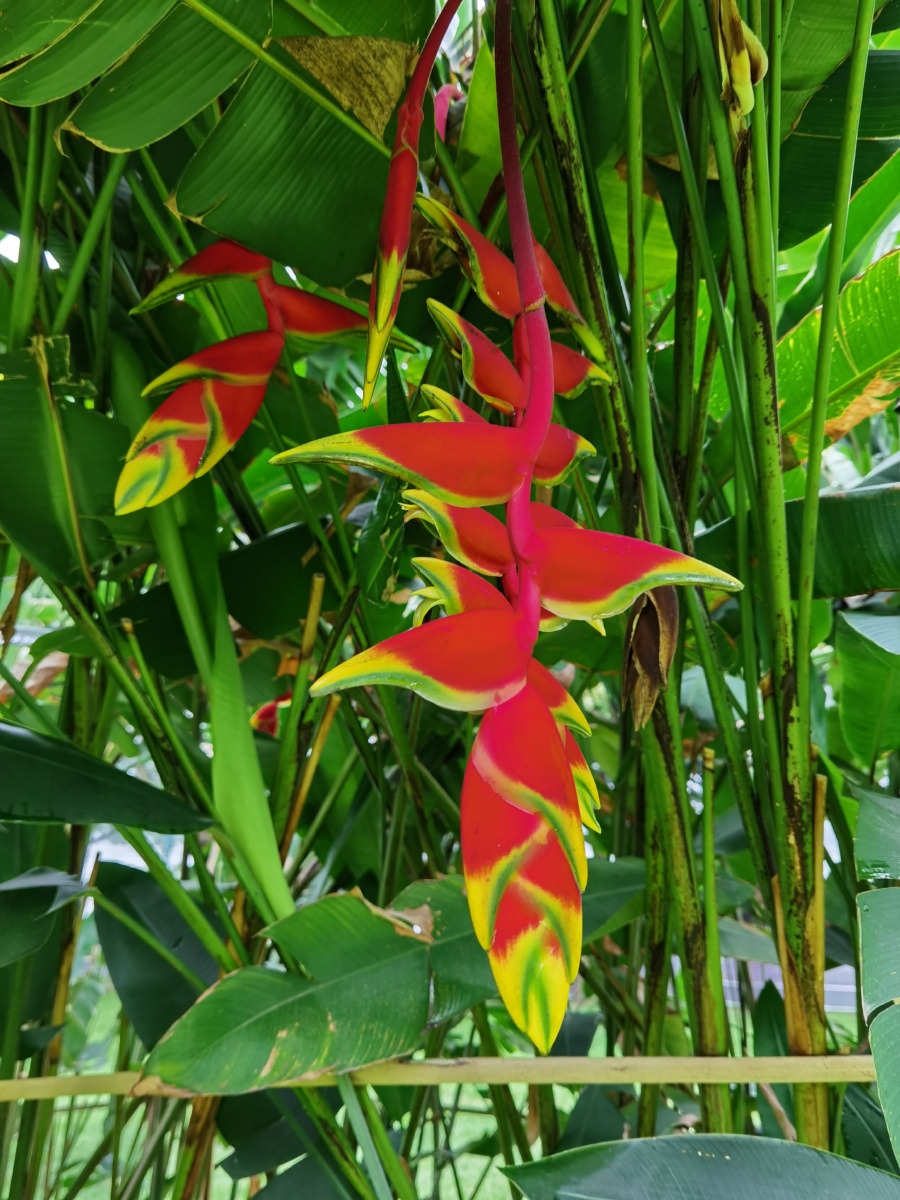 红鸟焦别名天堂鸟