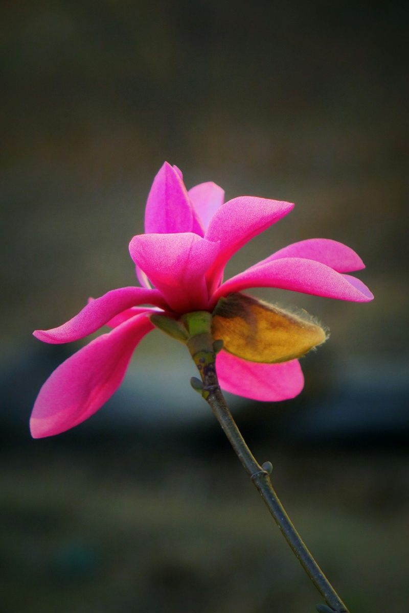 春拍玉兰——娇红一号