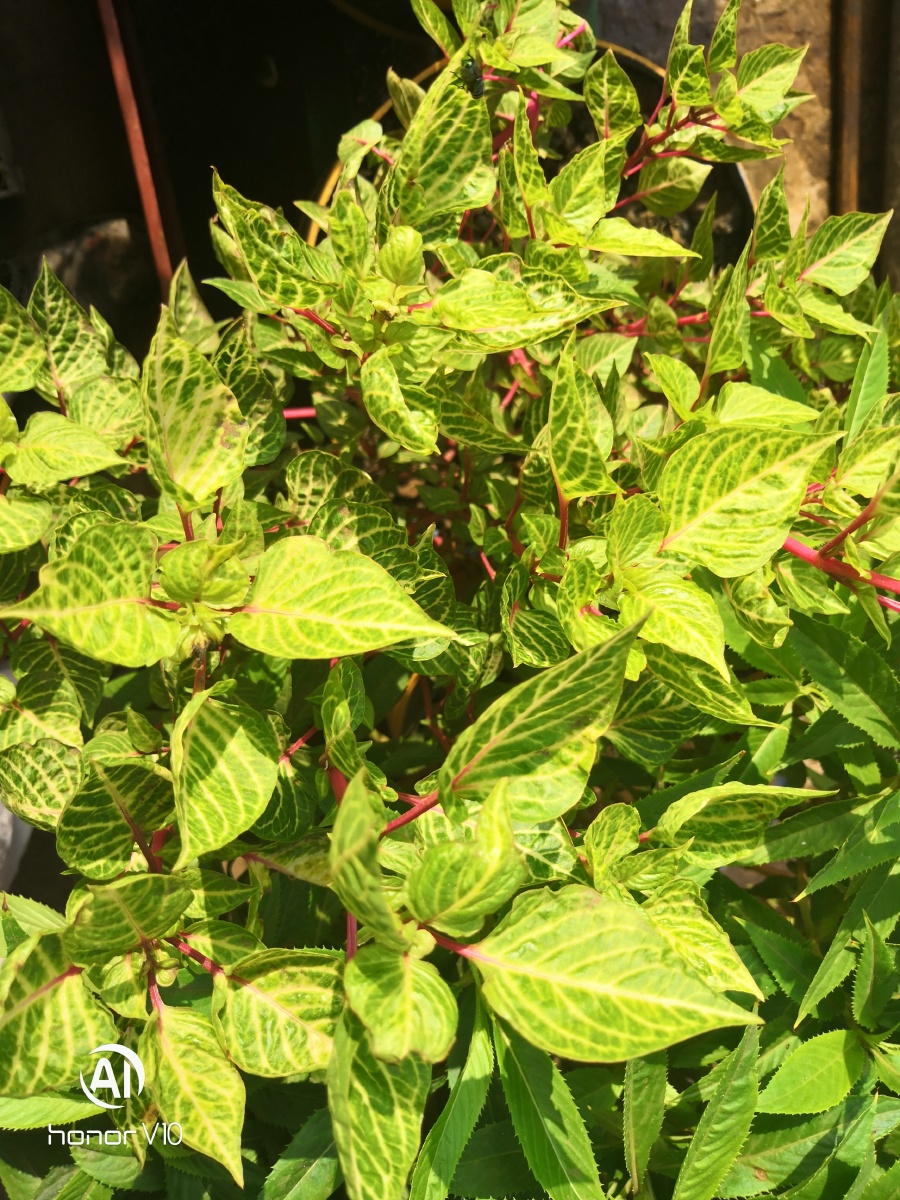 东南亚热带植物