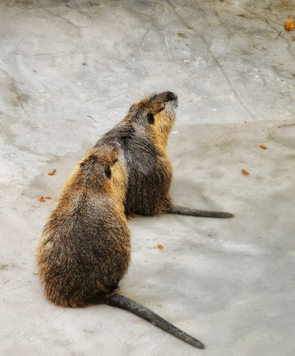 杭州野生动物园.海狸鼠