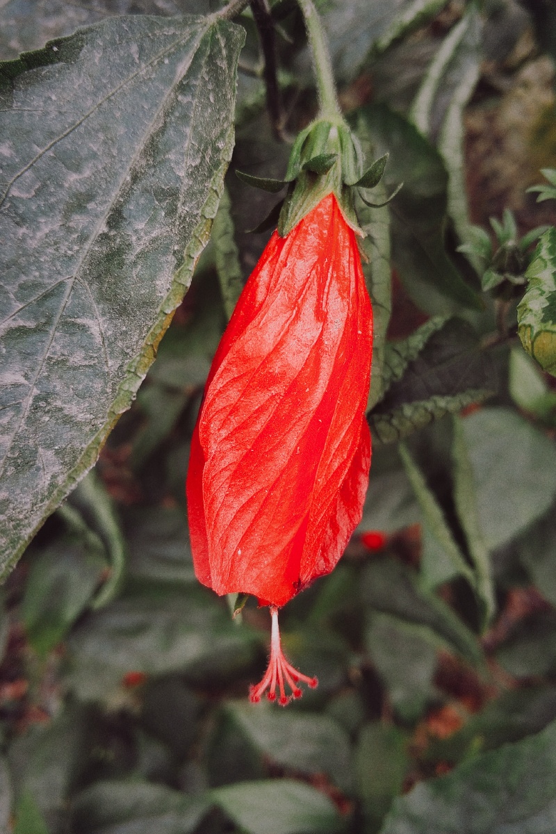 冬日小悬铃花顺德这段时间气温一直低中午也没有困意就出去走走路拍拍
