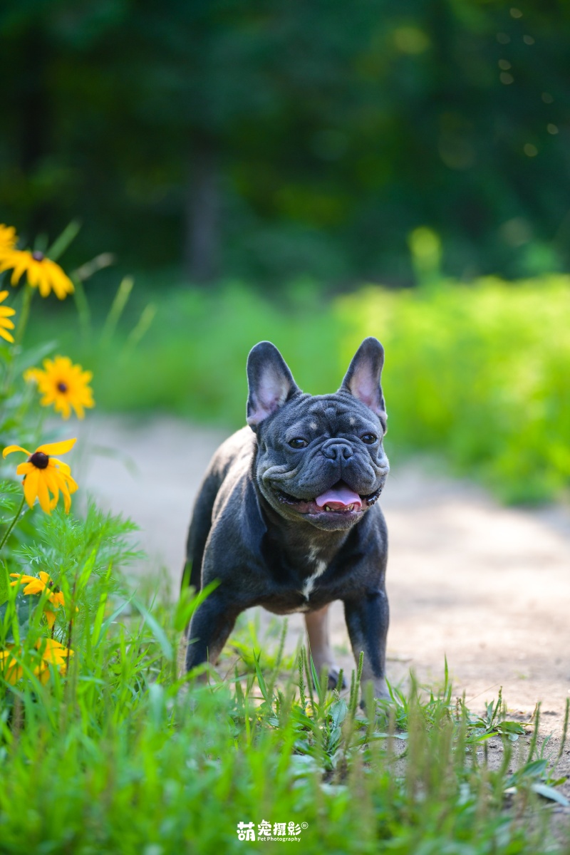 萌宠动物摄影 - 图虫