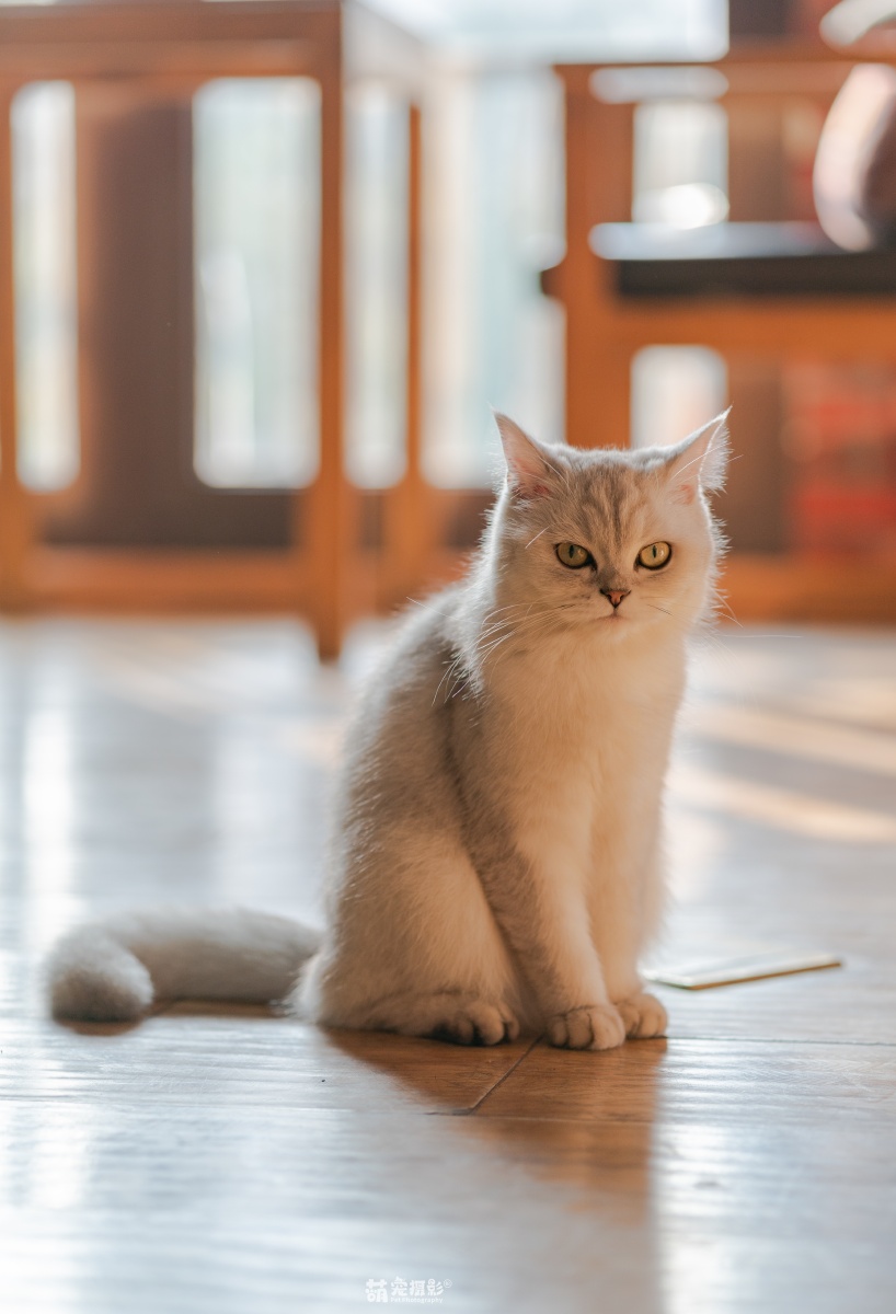 萌宠动物摄影 - 图虫