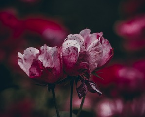 A451F80D-54C7-401B-8550-F966EAEFFABA/L0/001