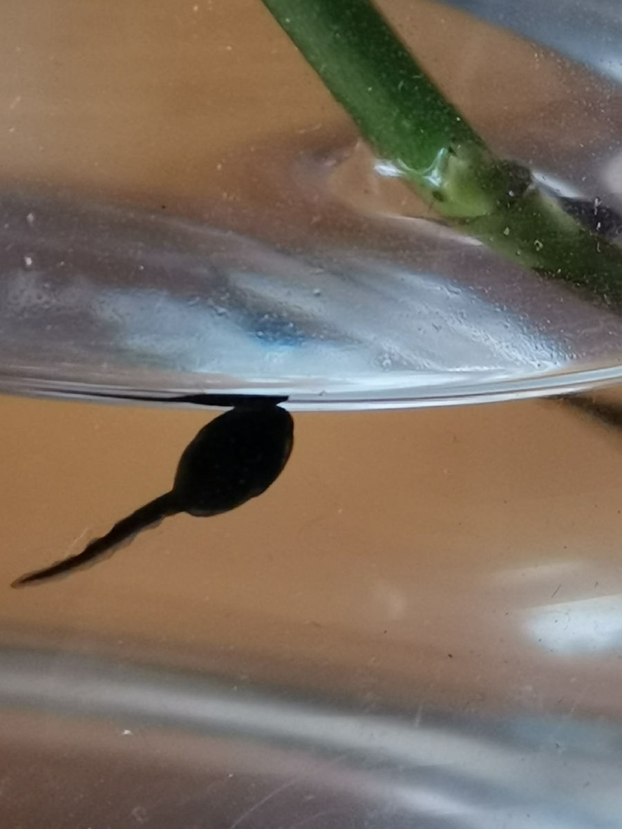 蝌蚪宠物 - 金梭银梭