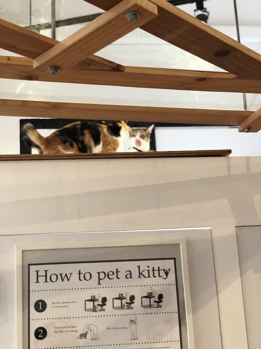 能把宠物猫单独放家么,宠物猫离开后最好把它放在封闭房间里
