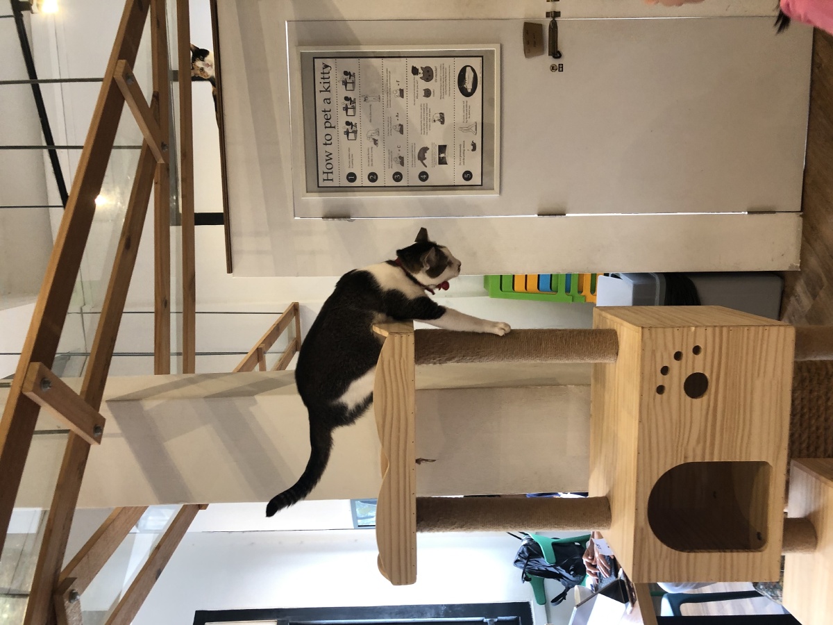 宠物猫抓板 出口