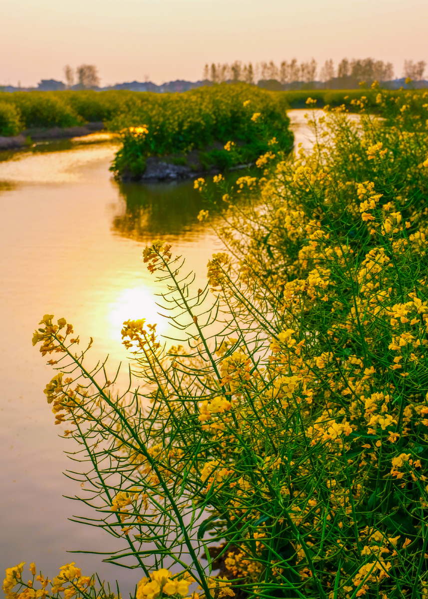 兴化千垛水上油菜花