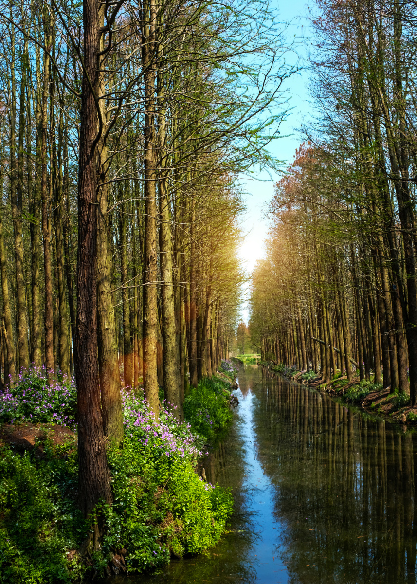 兴化李中水上森林