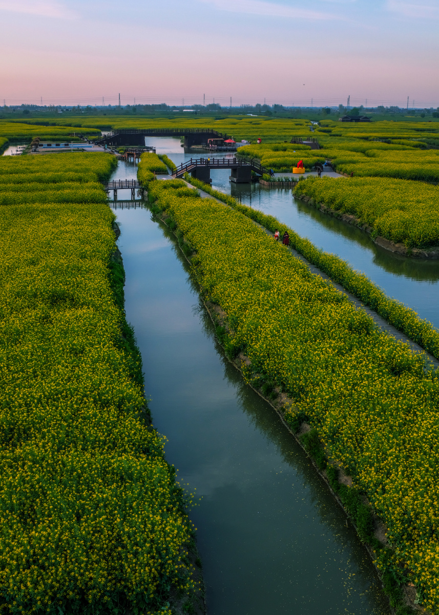 兴化千垛水上油菜花