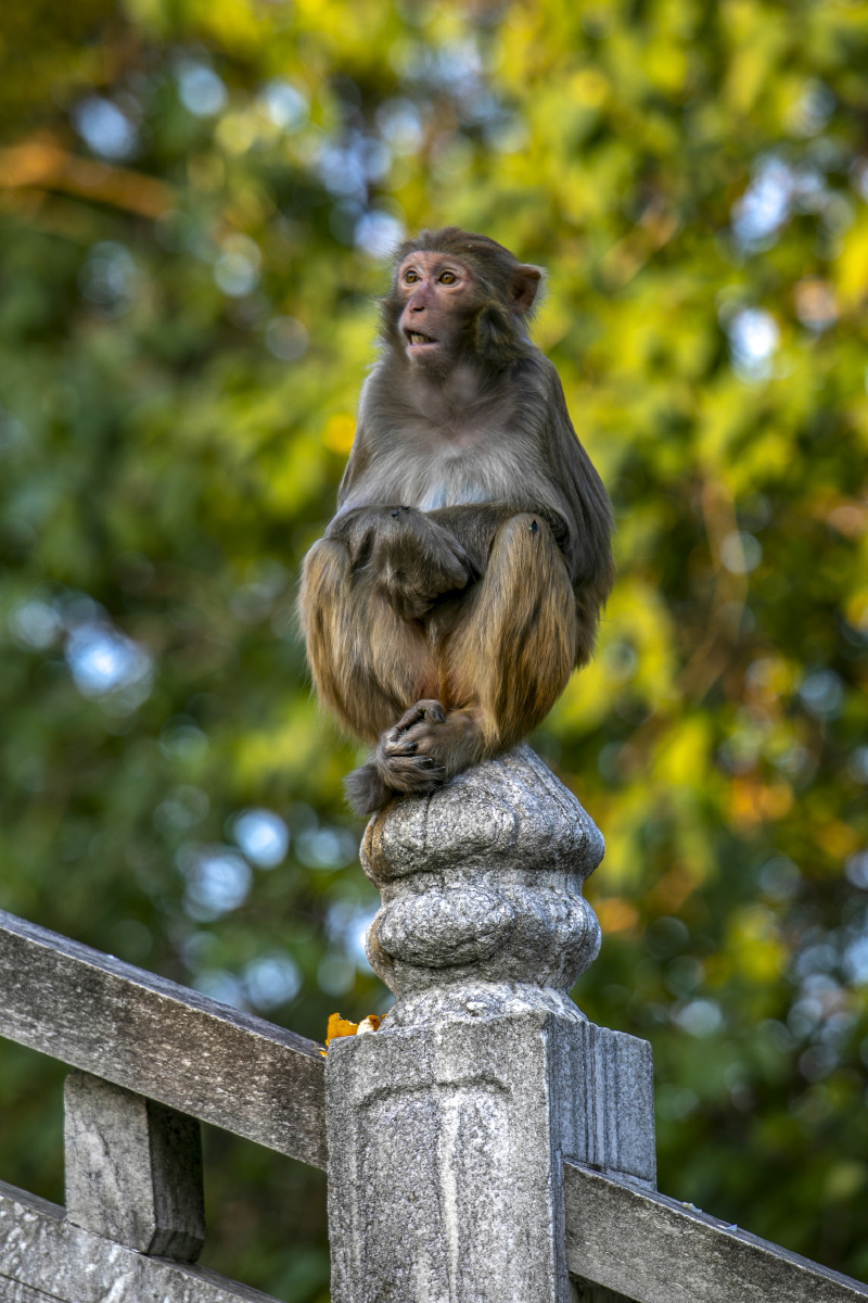 苏州上方山的小精灵野生猕猴