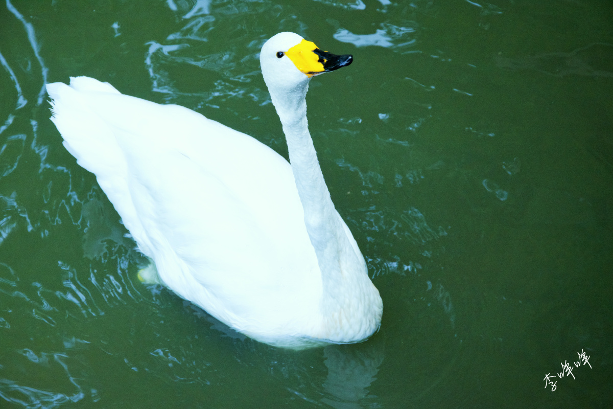 动物园里的动物 - 李咩咩y - 图虫