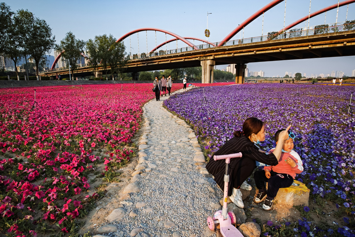宝鸡渭河公园里的花海