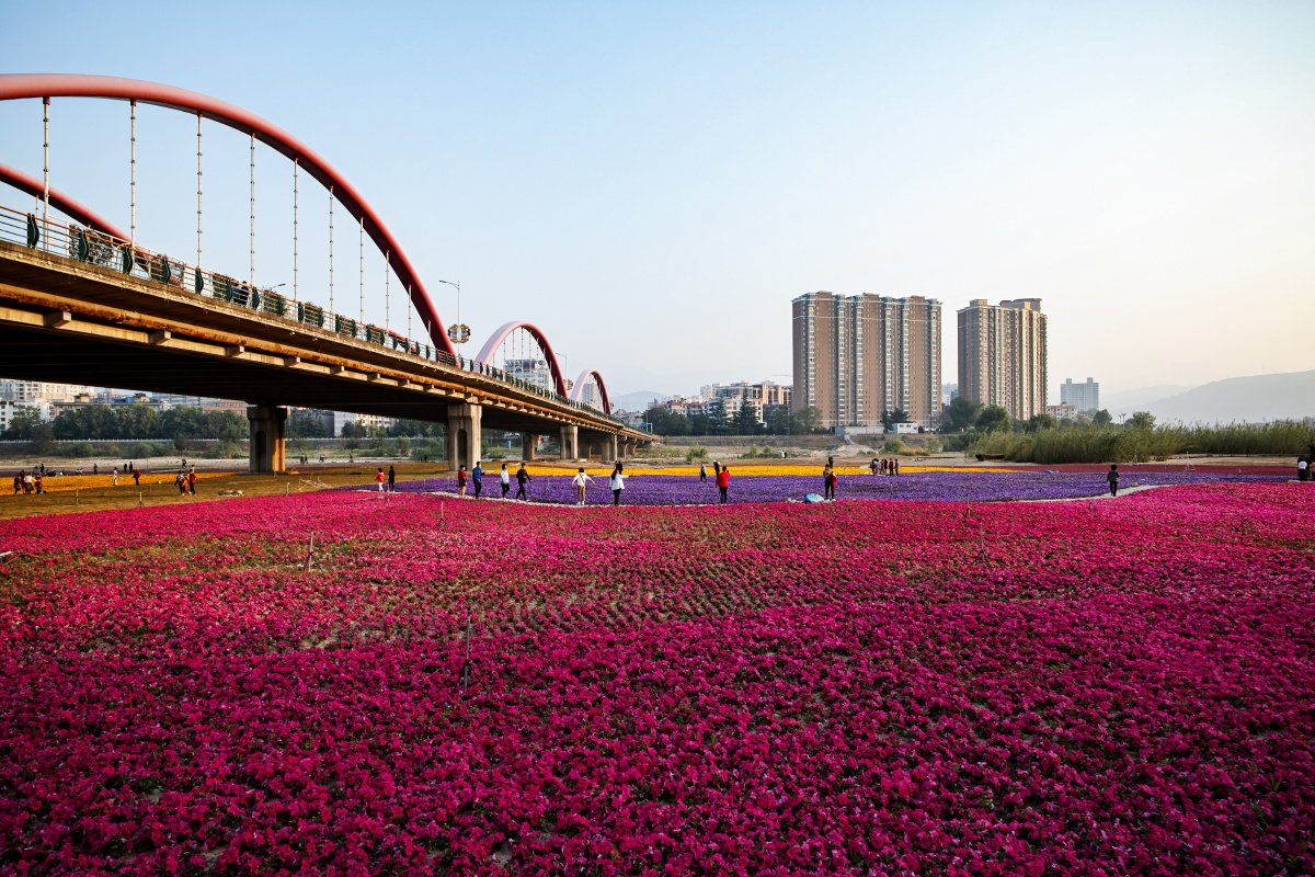 宝鸡渭河公园里的花海
